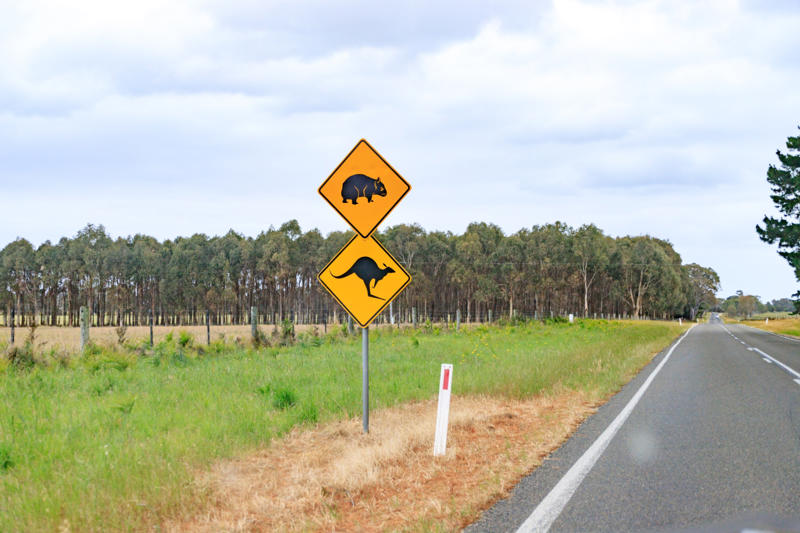 Australia’s wild roadside neighbors Chill out—penguins ahead, Slow down, we’re still speedy (sometimes), Love you, now move it, Please keep off the tank, Watch out for the cassowary!, Signs that make you think, Cat crossing, or feline takeover?, Watch for nighttime flyers, Segway zone ahead, Foxes on patrol, Australia’s wild roadside neighbors, No tension allowed, Slow down—Dad’s working!