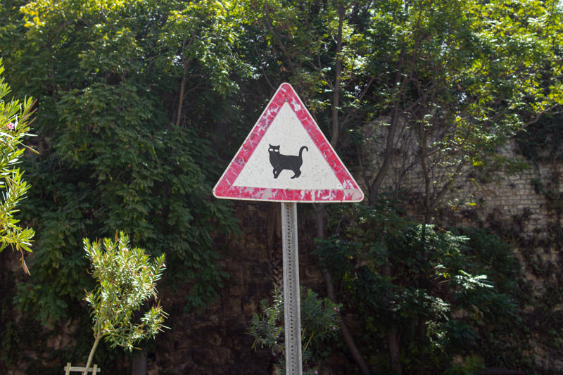 Cat crossing, or feline takeover? Chill out—penguins ahead, Slow down, we’re still speedy (sometimes), Love you, now move it, Please keep off the tank, Watch out for the cassowary!, Signs that make you think, Cat crossing, or feline takeover?, Watch for nighttime flyers, Segway zone ahead, Foxes on patrol, Australia’s wild roadside neighbors, No tension allowed, Slow down—Dad’s working!