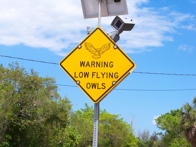 Watch for nighttime flyers Chill out—penguins ahead, Slow down, we’re still speedy (sometimes), Love you, now move it, Please keep off the tank, Watch out for the cassowary!, Signs that make you think, Cat crossing, or feline takeover?, Watch for nighttime flyers, Segway zone ahead, Foxes on patrol, Australia’s wild roadside neighbors, No tension allowed, Slow down—Dad’s working!