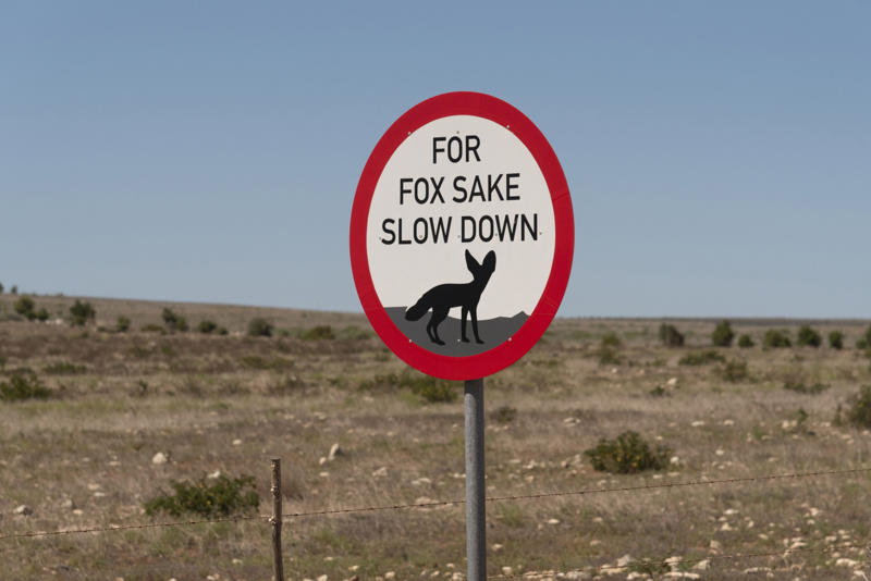 Foxes on patrol Chill out—penguins ahead, Slow down, we’re still speedy (sometimes), Love you, now move it, Please keep off the tank, Watch out for the cassowary!, Signs that make you think, Cat crossing, or feline takeover?, Watch for nighttime flyers, Segway zone ahead, Foxes on patrol, Australia’s wild roadside neighbors, No tension allowed, Slow down—Dad’s working!