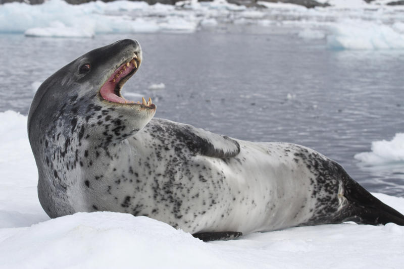 Leopard seal Wolverine, Chimpanzee, Slow loris, Pufferfish, Sloth bear, Leopard seal, Africanized bee, Giant anteater, Southern blue-ringed octopus, Cassowary, Elephants