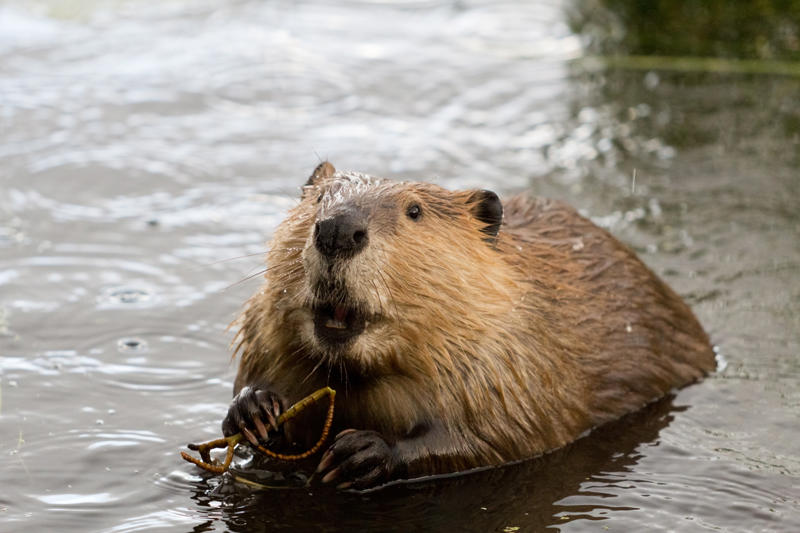 Beaver Wolverine, Chimpanzee, Slow loris, Pufferfish, Sloth bear, Leopard seal, Africanized bee, Giant anteater, Southern blue-ringed octopus, Cassowary, Elephants