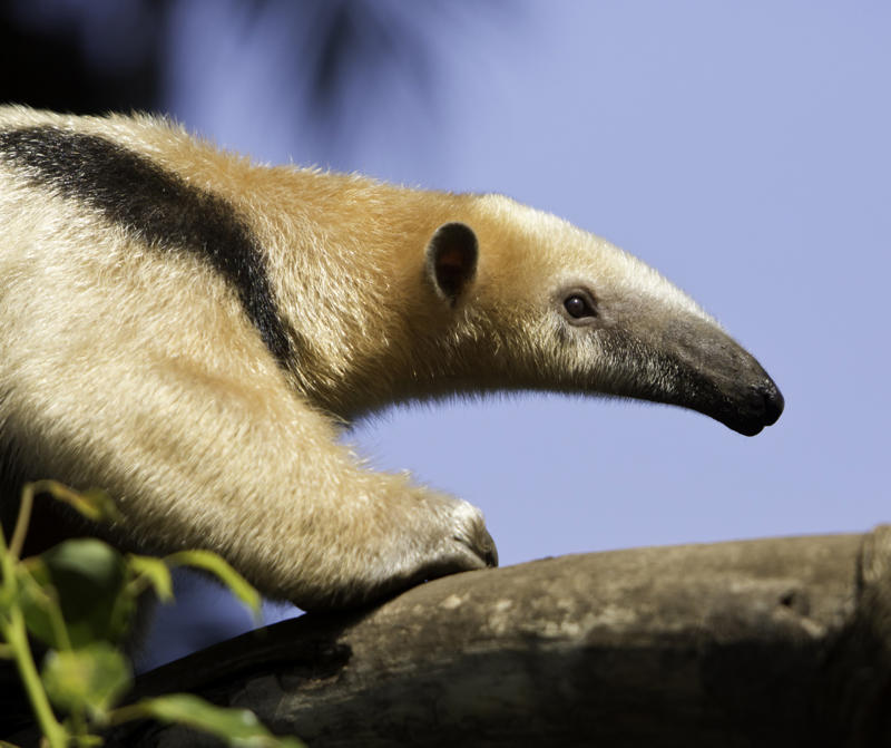 Giant anteater Wolverine, Chimpanzee, Slow loris, Pufferfish, Sloth bear, Leopard seal, Africanized bee, Giant anteater, Southern blue-ringed octopus, Cassowary, Elephants