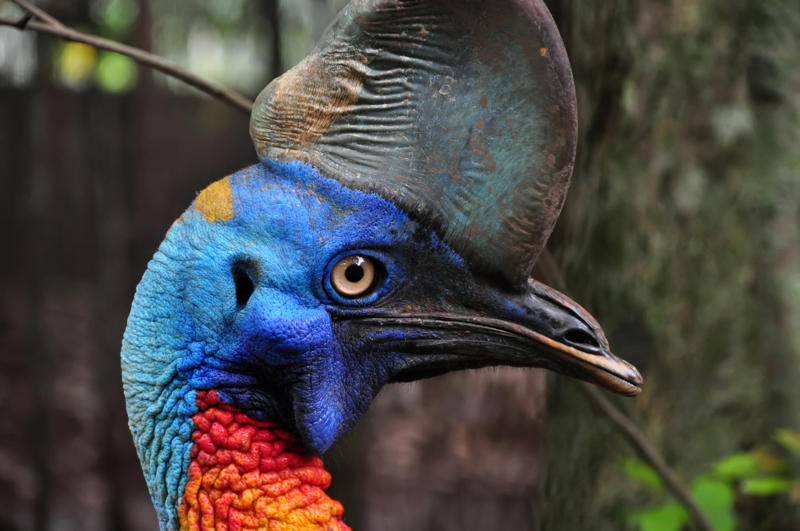 Cassowary Wolverine, Chimpanzee, Slow loris, Pufferfish, Sloth bear, Leopard seal, Africanized bee, Giant anteater, Southern blue-ringed octopus, Cassowary, Elephants