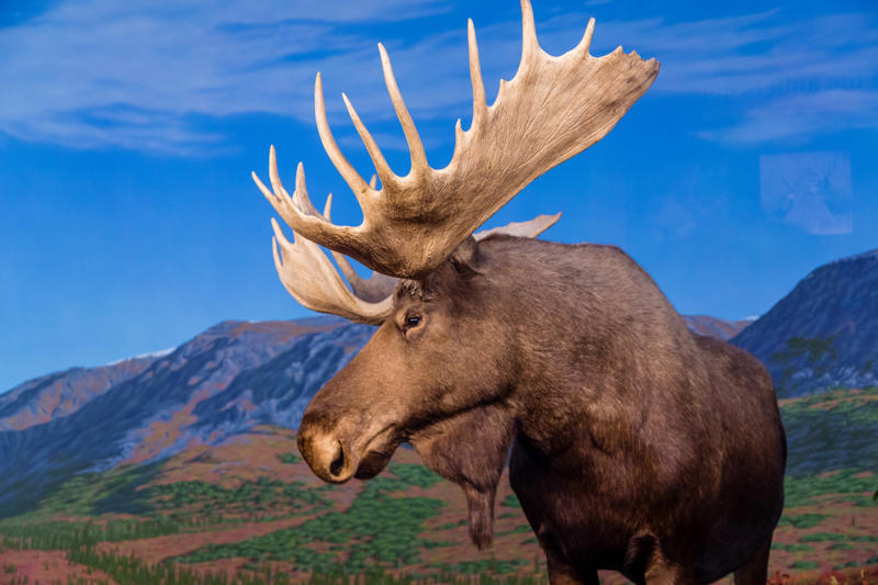 Moose Wolverine, Chimpanzee, Slow loris, Pufferfish, Sloth bear, Leopard seal, Africanized bee, Giant anteater, Southern blue-ringed octopus, Cassowary, Elephants