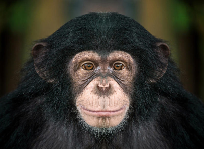 Chimpanzee Wolverine, Chimpanzee, Slow loris, Pufferfish, Sloth bear, Leopard seal, Africanized bee, Giant anteater, Southern blue-ringed octopus, Cassowary, Elephants