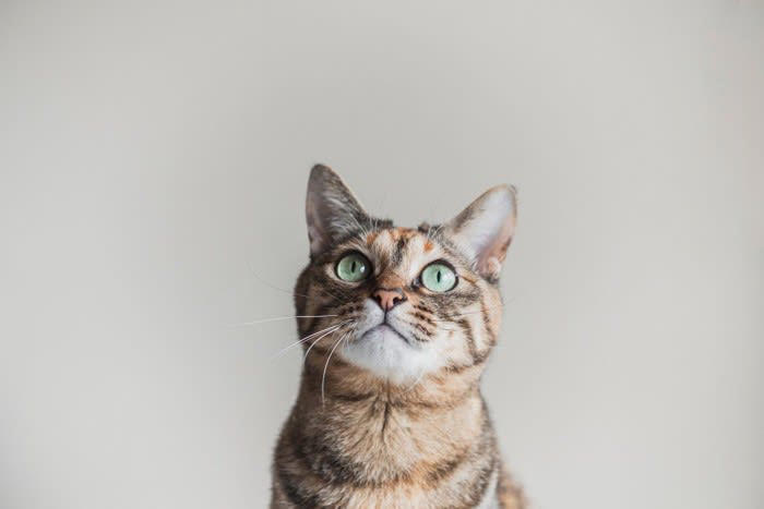愛猫に『あだ名』をつけるのはあり？なし？, 複数の呼び名を使うときの3つの注意点, 1.“呼び方迷子”にならない, 2.ちょっとだけ本名を混ぜる, 3.ネガティブなあだ名は使わない