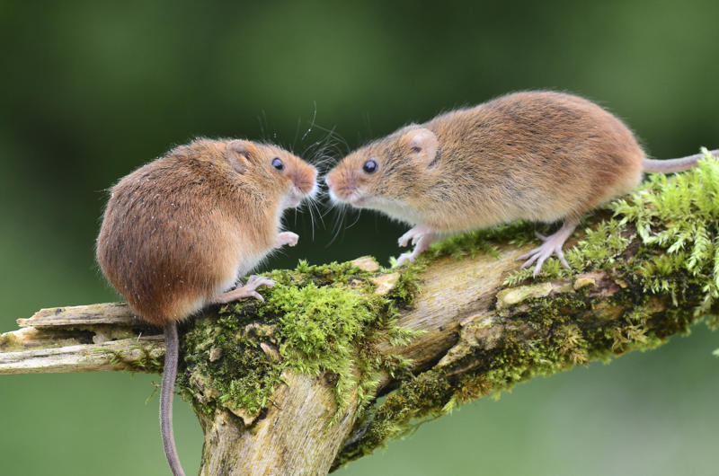 Rats Wolverine, Chimpanzee, Slow loris, Pufferfish, Sloth bear, Leopard seal, Africanized bee, Giant anteater, Southern blue-ringed octopus, Cassowary, Elephants