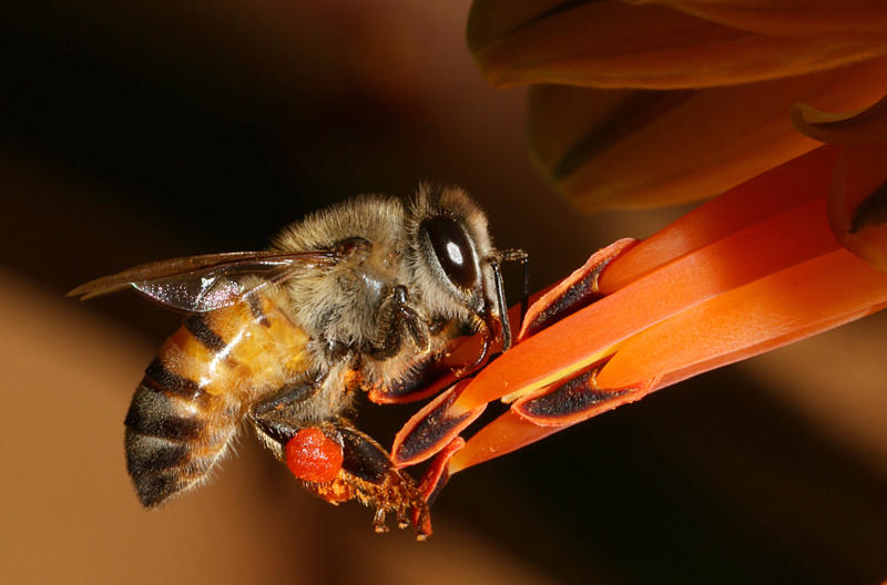 Africanized bee Wolverine, Chimpanzee, Slow loris, Pufferfish, Sloth bear, Leopard seal, Africanized bee, Giant anteater, Southern blue-ringed octopus, Cassowary, Elephants