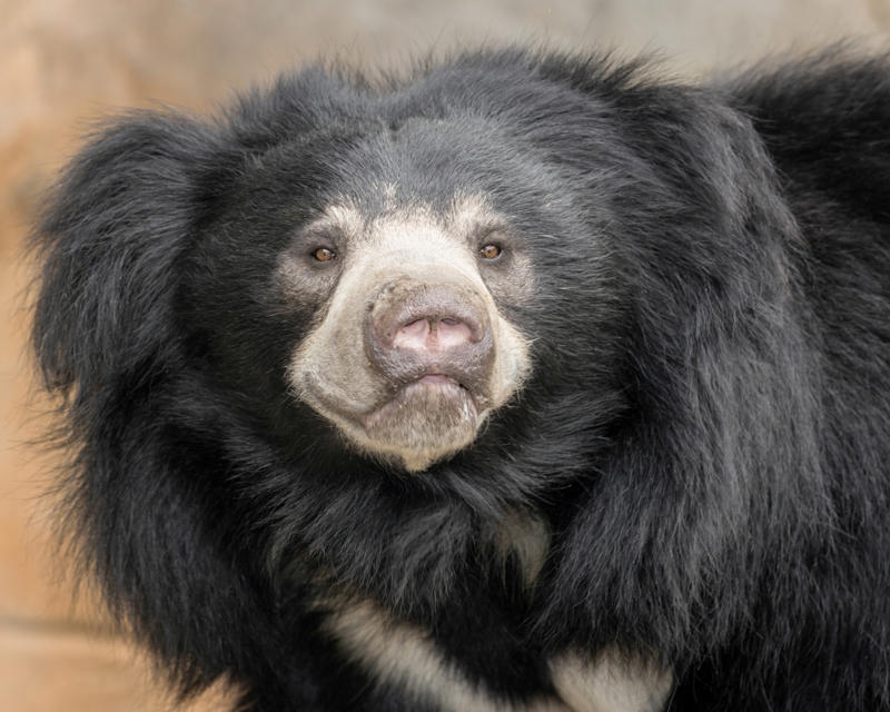 Sloth bear Wolverine, Chimpanzee, Slow loris, Pufferfish, Sloth bear, Leopard seal, Africanized bee, Giant anteater, Southern blue-ringed octopus, Cassowary, Elephants
