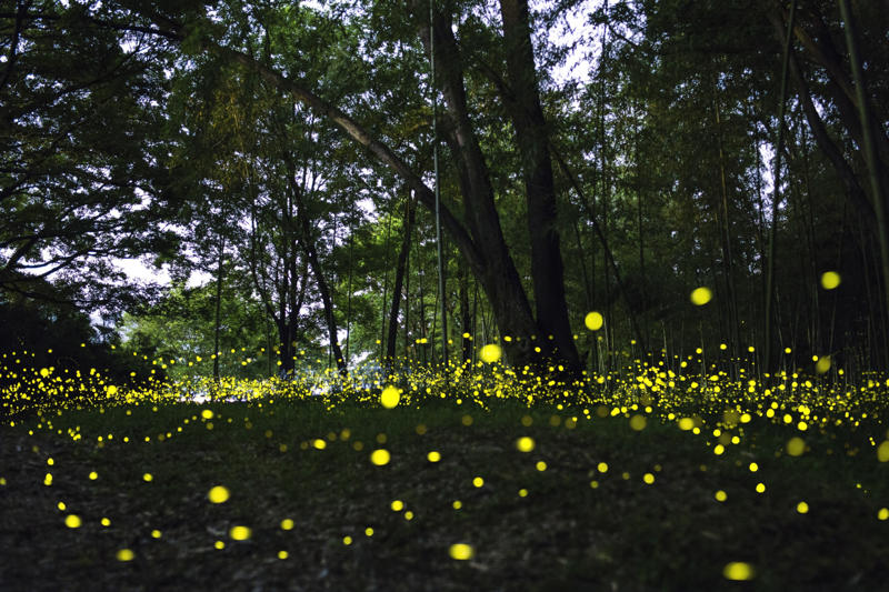Where fireflies light up North America From warning signal to summer romance, The magical firefly show, Nature sets the date, Where fireflies light up North America, What fireflies need to survive, How lights are dimming the firefly glow, Why firefly larvae need humidity, How farming chemicals may be hurting fireflies, Not all fireflies face the same threat, Local species are in trouble, Why knowing firefly species matters, How data and tech are helping save fireflies