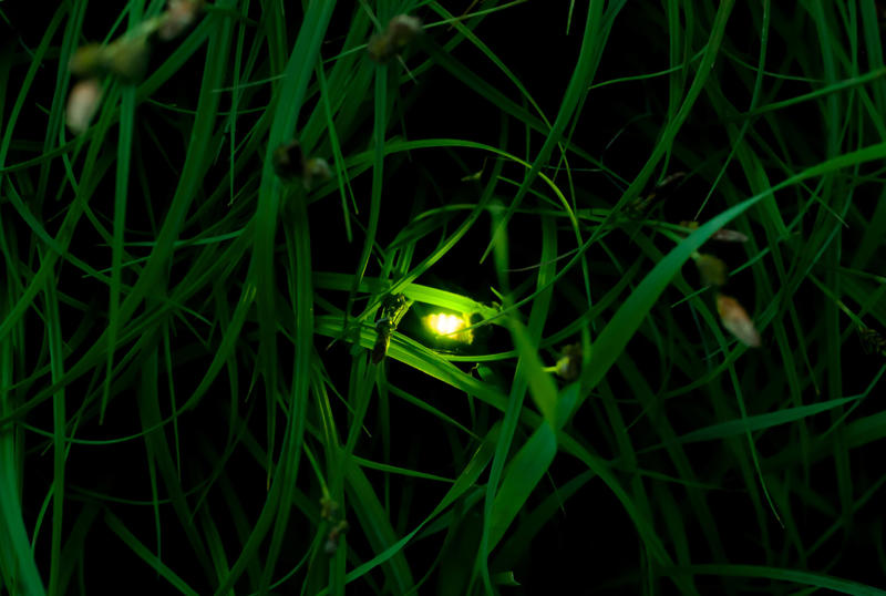How lights are dimming the firefly glow From warning signal to summer romance, The magical firefly show, Nature sets the date, Where fireflies light up North America, What fireflies need to survive, How lights are dimming the firefly glow, Why firefly larvae need humidity, How farming chemicals may be hurting fireflies, Not all fireflies face the same threat, Local species are in trouble, Why knowing firefly species matters, How data and tech are helping save fireflies