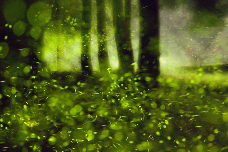 Not all fireflies face the same threat From warning signal to summer romance, The magical firefly show, Nature sets the date, Where fireflies light up North America, What fireflies need to survive, How lights are dimming the firefly glow, Why firefly larvae need humidity, How farming chemicals may be hurting fireflies, Not all fireflies face the same threat, Local species are in trouble, Why knowing firefly species matters, How data and tech are helping save fireflies