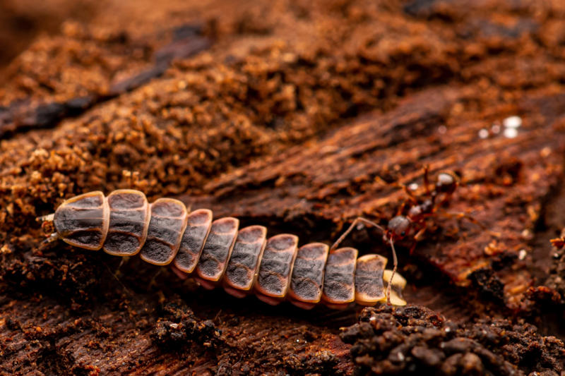 Why firefly larvae need humidity From warning signal to summer romance, The magical firefly show, Nature sets the date, Where fireflies light up North America, What fireflies need to survive, How lights are dimming the firefly glow, Why firefly larvae need humidity, How farming chemicals may be hurting fireflies, Not all fireflies face the same threat, Local species are in trouble, Why knowing firefly species matters, How data and tech are helping save fireflies