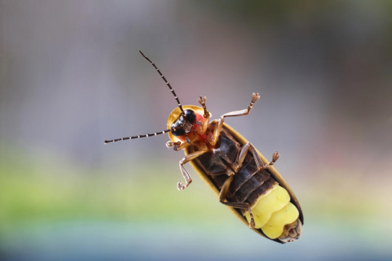 Why knowing firefly species matters From warning signal to summer romance, The magical firefly show, Nature sets the date, Where fireflies light up North America, What fireflies need to survive, How lights are dimming the firefly glow, Why firefly larvae need humidity, How farming chemicals may be hurting fireflies, Not all fireflies face the same threat, Local species are in trouble, Why knowing firefly species matters, How data and tech are helping save fireflies