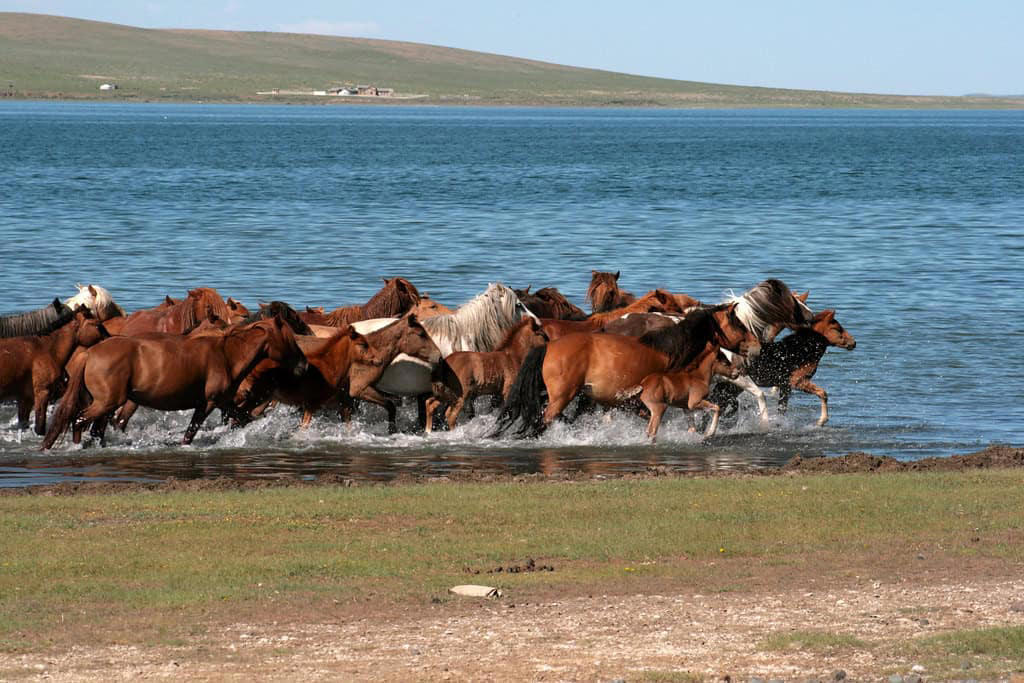 Evolutionary Origins of Herd Behavior, Predator Protection: Safety in Numbers, The Social Structure of Horse Herds, Communication Networks Within Herds, The Physiology of Herd Bonding, Collective Intelligence and Decision-Making, The Development of Social Skills in Foals, Running Together: Synchronized Movement, Emotional Contagion: Shared Feelings, The Impact of Domestication on Herd Behavior, Long-Term Relationships and Recognition