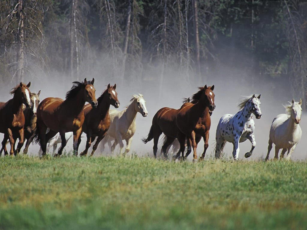 Evolutionary Origins of Herd Behavior, Predator Protection: Safety in Numbers, The Social Structure of Horse Herds, Communication Networks Within Herds, The Physiology of Herd Bonding, Collective Intelligence and Decision-Making, The Development of Social Skills in Foals, Running Together: Synchronized Movement, Emotional Contagion: Shared Feelings, The Impact of Domestication on Herd Behavior, Long-Term Relationships and Recognition