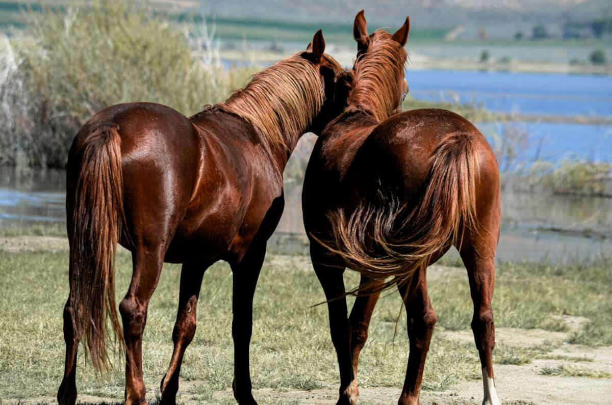 Evolutionary Origins of Herd Behavior, Predator Protection: Safety in Numbers, The Social Structure of Horse Herds, Communication Networks Within Herds, The Physiology of Herd Bonding, Collective Intelligence and Decision-Making, The Development of Social Skills in Foals, Running Together: Synchronized Movement, Emotional Contagion: Shared Feelings, The Impact of Domestication on Herd Behavior, Long-Term Relationships and Recognition