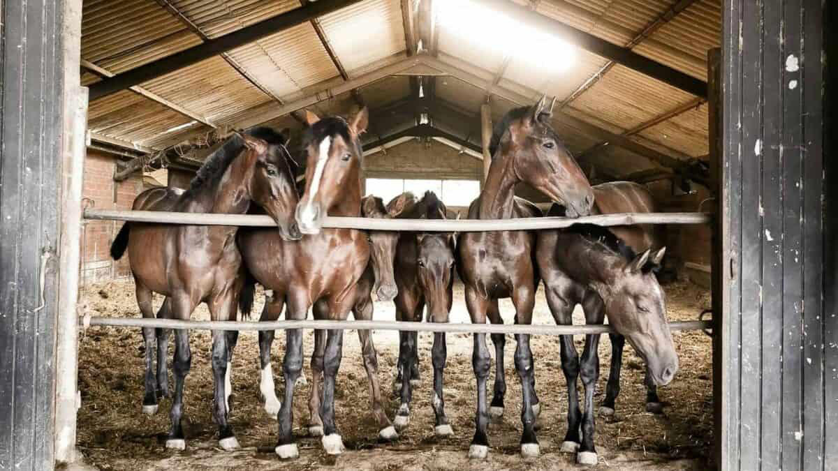 Evolutionary Origins of Herd Behavior, Predator Protection: Safety in Numbers, The Social Structure of Horse Herds, Communication Networks Within Herds, The Physiology of Herd Bonding, Collective Intelligence and Decision-Making, The Development of Social Skills in Foals, Running Together: Synchronized Movement, Emotional Contagion: Shared Feelings, The Impact of Domestication on Herd Behavior, Long-Term Relationships and Recognition