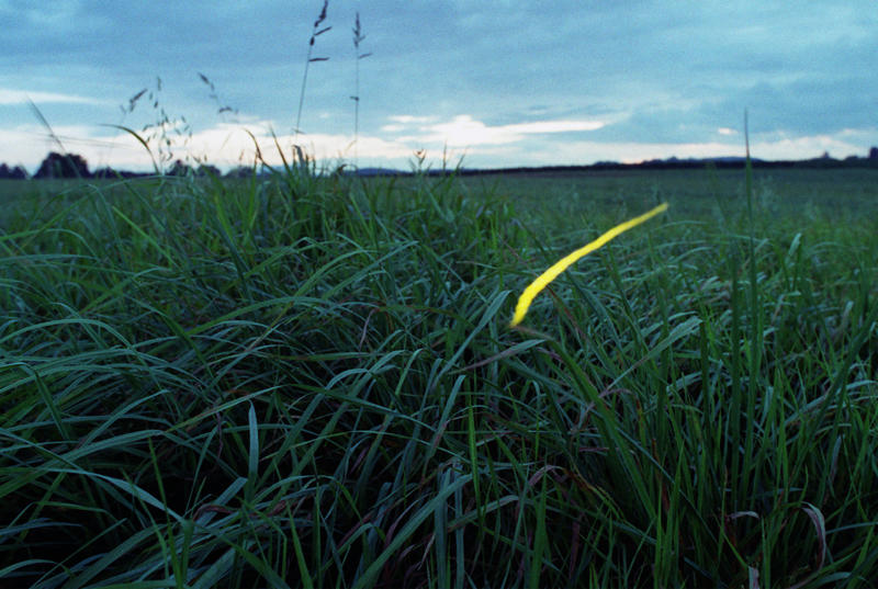 What fireflies need to survive From warning signal to summer romance, The magical firefly show, Nature sets the date, Where fireflies light up North America, What fireflies need to survive, How lights are dimming the firefly glow, Why firefly larvae need humidity, How farming chemicals may be hurting fireflies, Not all fireflies face the same threat, Local species are in trouble, Why knowing firefly species matters, How data and tech are helping save fireflies