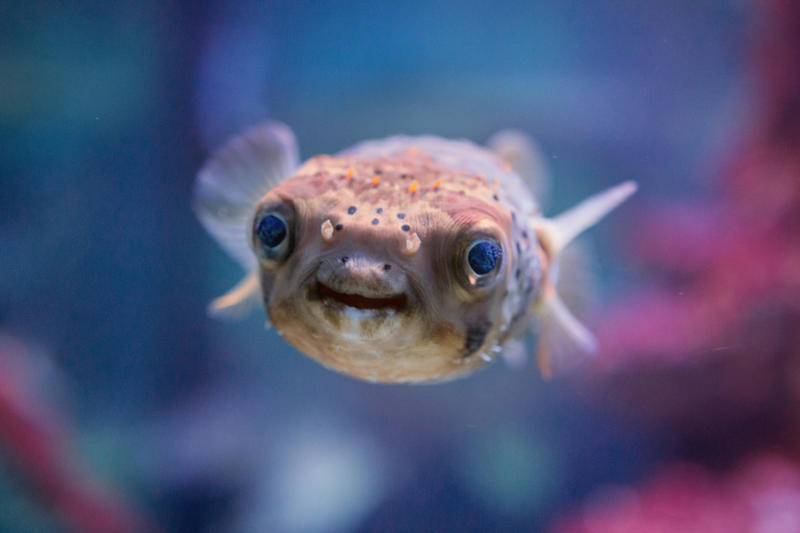 Pufferfish Wolverine, Chimpanzee, Slow loris, Pufferfish, Sloth bear, Leopard seal, Africanized bee, Giant anteater, Southern blue-ringed octopus, Cassowary, Elephants