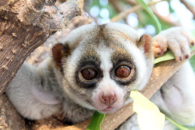 Slow loris Wolverine, Chimpanzee, Slow loris, Pufferfish, Sloth bear, Leopard seal, Africanized bee, Giant anteater, Southern blue-ringed octopus, Cassowary, Elephants