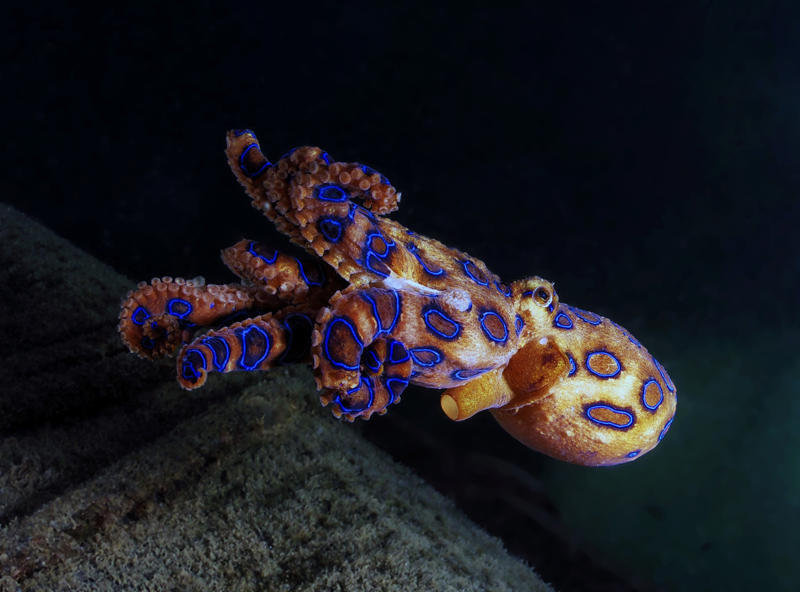 Southern blue-ringed octopus Wolverine, Chimpanzee, Slow loris, Pufferfish, Sloth bear, Leopard seal, Africanized bee, Giant anteater, Southern blue-ringed octopus, Cassowary, Elephants