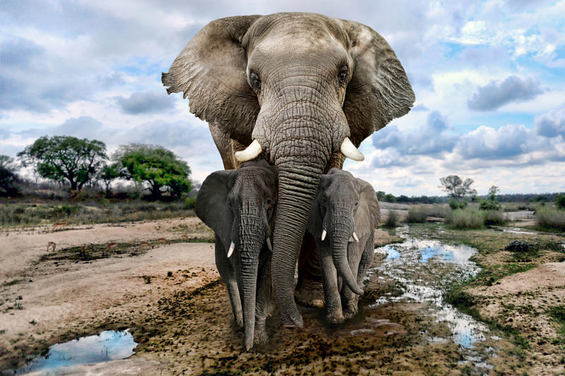 Elephants Wolverine, Chimpanzee, Slow loris, Pufferfish, Sloth bear, Leopard seal, Africanized bee, Giant anteater, Southern blue-ringed octopus, Cassowary, Elephants