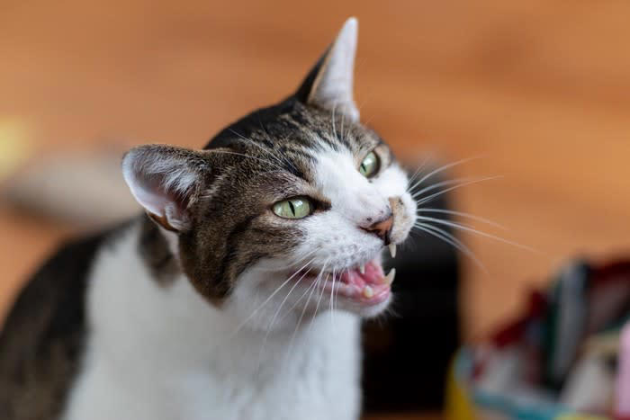 愛猫に『あだ名』をつけるのはあり？なし？, 複数の呼び名を使うときの3つの注意点, 1.“呼び方迷子”にならない, 2.ちょっとだけ本名を混ぜる, 3.ネガティブなあだ名は使わない