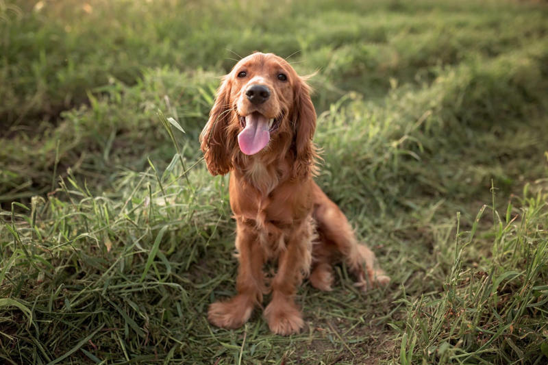 Bloodhound, Cocker Spaniel , Welsh Springer Spaniel , Basset Hound, Afghan Hounds, Beagles , German Shepherd , Dachshund 