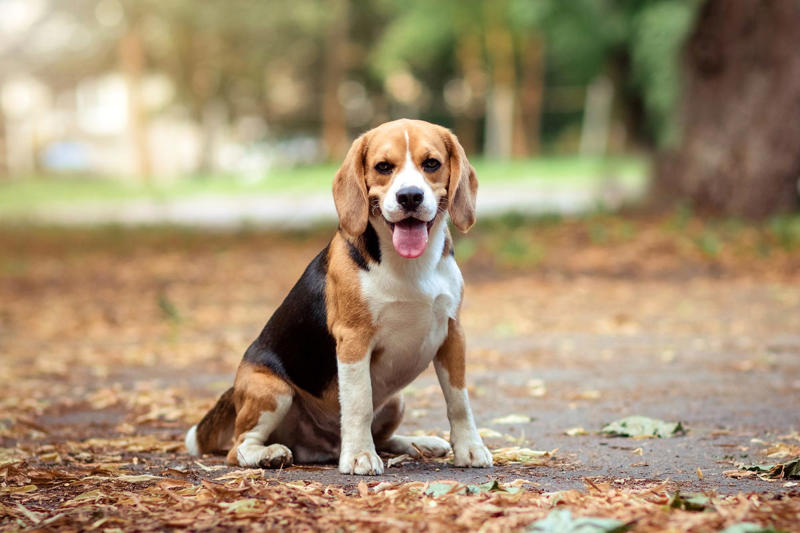 3) Welsh Springer Spaniel, 5) Afghan Hounds, 6) Beagles, 7) German Shepherd, 8) Dachshund