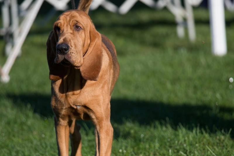 Bloodhound, Cocker Spaniel , Welsh Springer Spaniel , Basset Hound, Afghan Hounds, Beagles , German Shepherd , Dachshund 