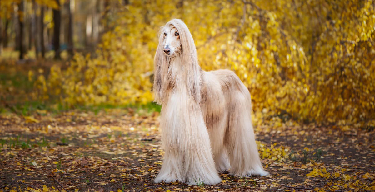 3) Welsh Springer Spaniel, 5) Afghan Hounds, 6) Beagles, 7) German Shepherd, 8) Dachshund