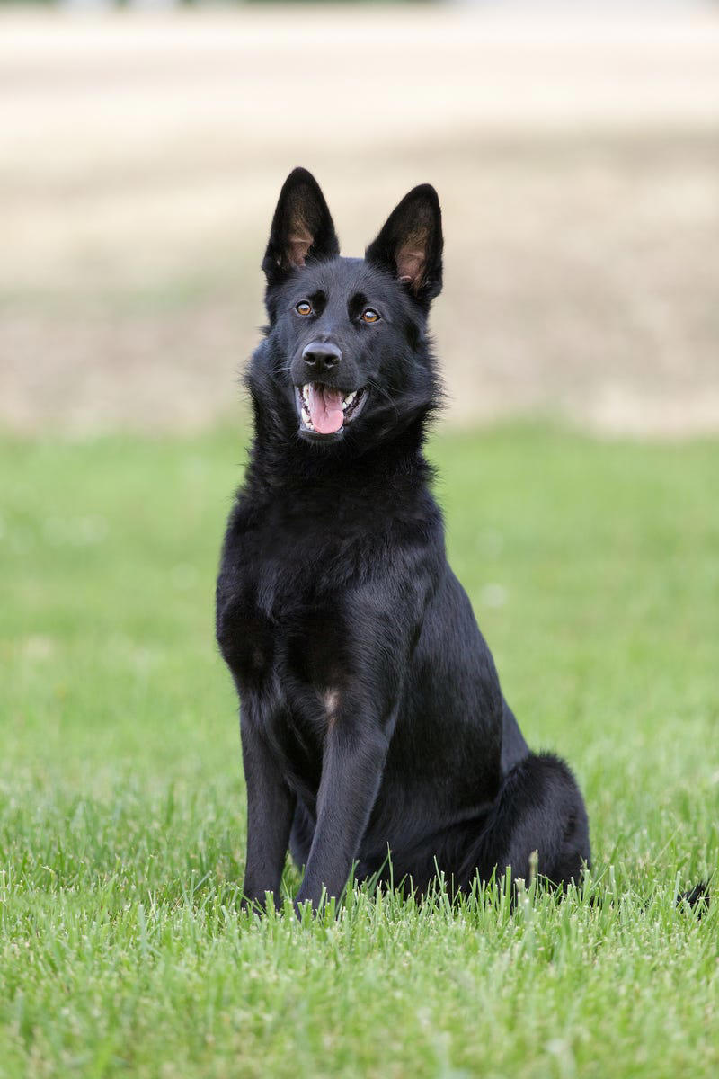 3) Welsh Springer Spaniel, 5) Afghan Hounds, 6) Beagles, 7) German Shepherd, 8) Dachshund