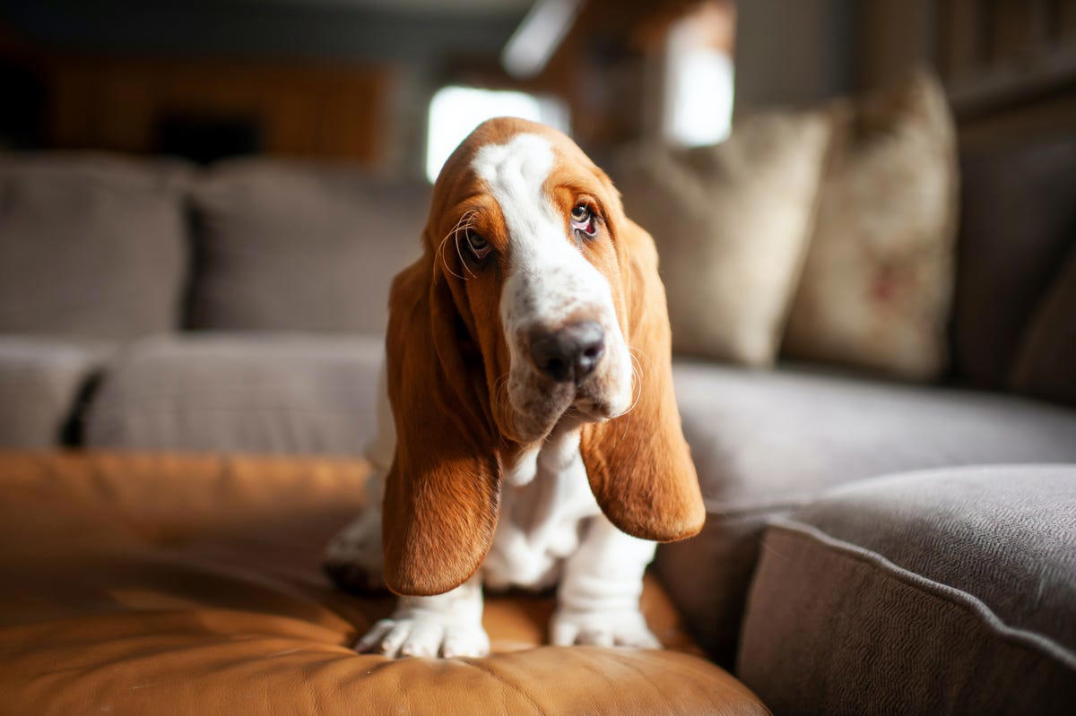 Bloodhound, Cocker Spaniel , Welsh Springer Spaniel , Basset Hound, Afghan Hounds, Beagles , German Shepherd , Dachshund 