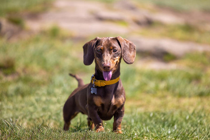 3) Welsh Springer Spaniel, 5) Afghan Hounds, 6) Beagles, 7) German Shepherd, 8) Dachshund