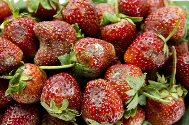 Green vegetables, Moldy fruit, Slimy film, Olive oil, Shellfish, Canned goods, Mushy fruit, Frozen food