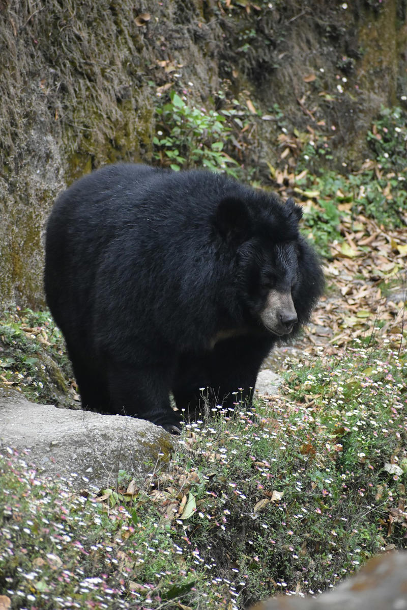 10. Japanese Macaque (Snow Monkey), 9. Tanuki (Japanese Raccoon Dog), 8. Japanese Giant Salamander, 7. Japanese Serow, 6. Dugong, 5. Japanese Flying Squirrel, 4. Iriomote Cat, 3. Japanese Giant Hornet, 2. Japanese River Otter, 1. Japanese Black Bear