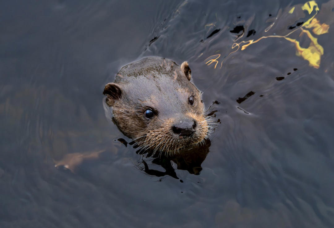 10. Japanese Macaque (Snow Monkey), 9. Tanuki (Japanese Raccoon Dog), 8. Japanese Giant Salamander, 7. Japanese Serow, 6. Dugong, 5. Japanese Flying Squirrel, 4. Iriomote Cat, 3. Japanese Giant Hornet, 2. Japanese River Otter, 1. Japanese Black Bear