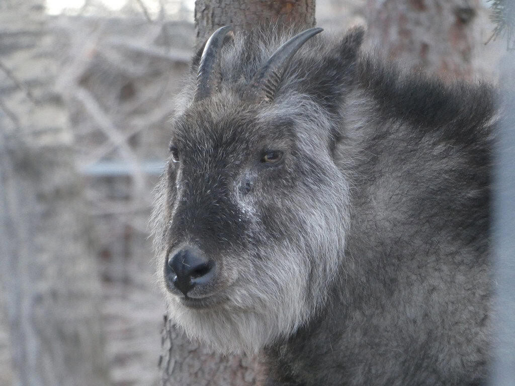 10. Japanese Macaque (Snow Monkey), 9. Tanuki (Japanese Raccoon Dog), 8. Japanese Giant Salamander, 7. Japanese Serow, 6. Dugong, 5. Japanese Flying Squirrel, 4. Iriomote Cat, 3. Japanese Giant Hornet, 2. Japanese River Otter, 1. Japanese Black Bear