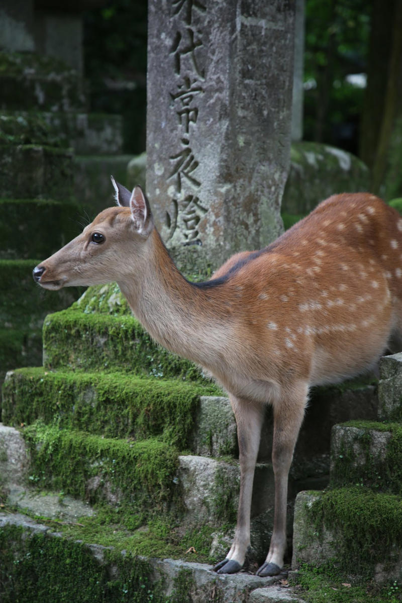10. Japanese Macaque (Snow Monkey), 9. Tanuki (Japanese Raccoon Dog), 8. Japanese Giant Salamander, 7. Japanese Serow, 6. Dugong, 5. Japanese Flying Squirrel, 4. Iriomote Cat, 3. Japanese Giant Hornet, 2. Japanese River Otter, 1. Japanese Black Bear