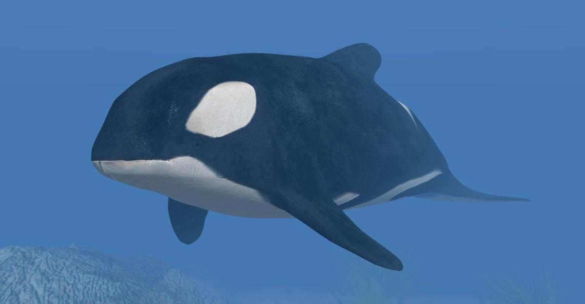 Humpback Whales, Bubble Rings, Intentional Displays, Communication In The Sea, Why Are They Doing It?, Aiding Extraterrestrial Research, Twain, The Whale, Changing Our Understanding Of Intelligence