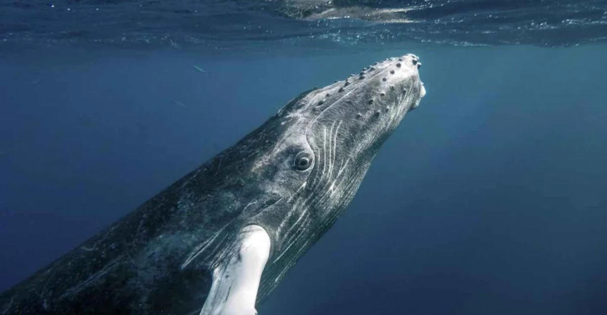 Humpback Whales, Bubble Rings, Intentional Displays, Communication In The Sea, Why Are They Doing It?, Aiding Extraterrestrial Research, Twain, The Whale, Changing Our Understanding Of Intelligence