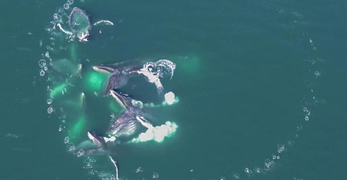 Humpback Whales, Bubble Rings, Intentional Displays, Communication In The Sea, Why Are They Doing It?, Aiding Extraterrestrial Research, Twain, The Whale, Changing Our Understanding Of Intelligence