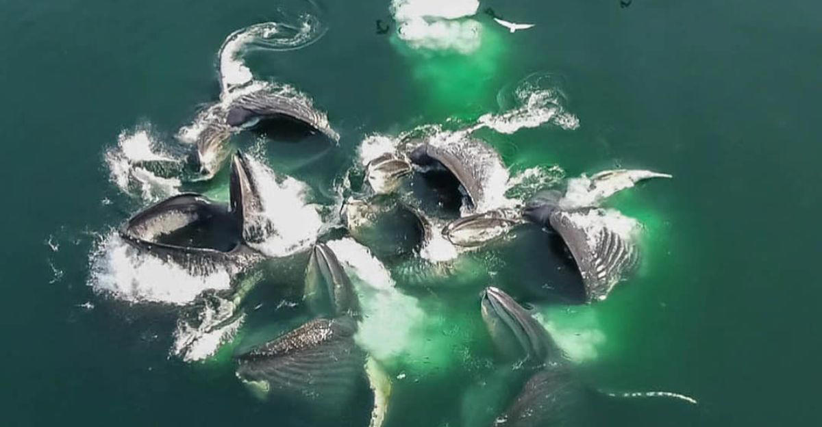 Humpback Whales, Bubble Rings, Intentional Displays, Communication In The Sea, Why Are They Doing It?, Aiding Extraterrestrial Research, Twain, The Whale, Changing Our Understanding Of Intelligence