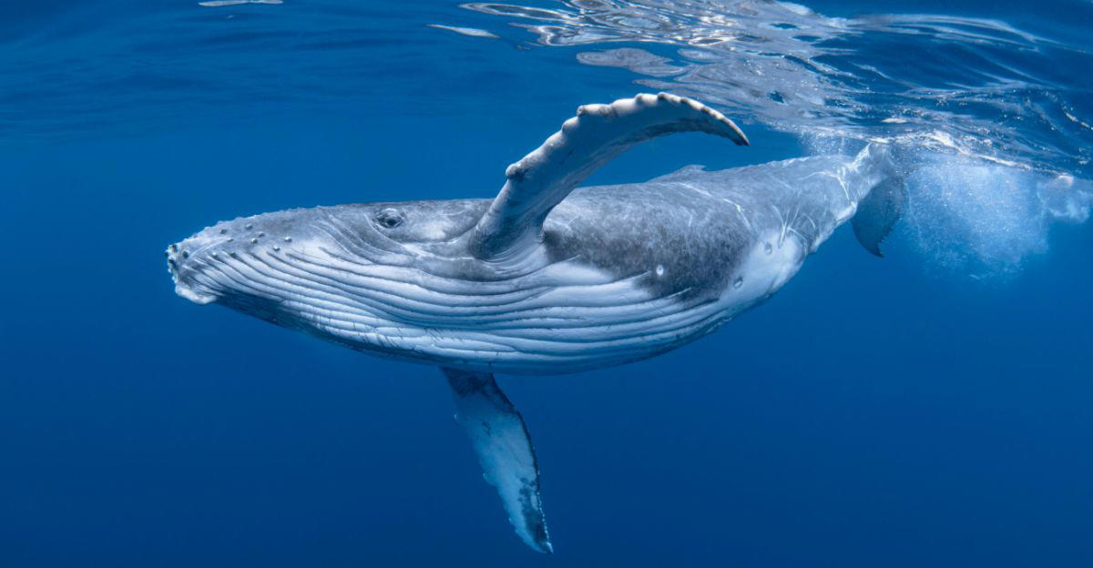 Humpback Whales, Bubble Rings, Intentional Displays, Communication In The Sea, Why Are They Doing It?, Aiding Extraterrestrial Research, Twain, The Whale, Changing Our Understanding Of Intelligence