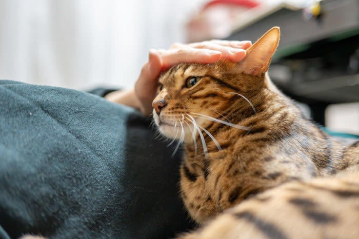 猫が人を慰める行動は本当に存在するのか？, 猫が『泣いている人を慰める』説は本当？考えられる3つの理由, 1.猫がにおい（フェロモン）の変化を感知し近寄るから, 2.猫が声や音の変化に反応して様子を見に来るから, 3.飼い主の行動パターンの変化を不思議がるから, 猫が見せる「寄り添い行動」, 頭や体をすり寄せる, そっと手や顔を舐める