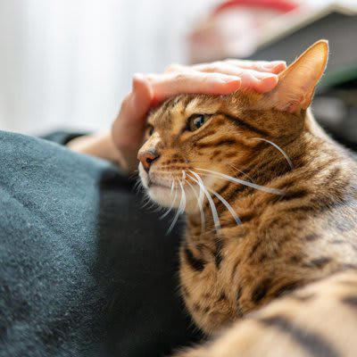 猫が人を慰める行動は本当に存在するのか？, 猫が『泣いている人を慰める』説は本当？考えられる3つの理由, 1.猫がにおい（フェロモン）の変化を感知し近寄るから, 2.猫が声や音の変化に反応して様子を見に来るから, 3.飼い主の行動パターンの変化を不思議がるから, 猫が見せる「寄り添い行動」, 頭や体をすり寄せる, そっと手や顔を舐める