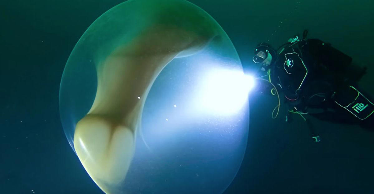 Humpback Whales, Bubble Rings, Intentional Displays, Communication In The Sea, Why Are They Doing It?, Aiding Extraterrestrial Research, Twain, The Whale, Changing Our Understanding Of Intelligence