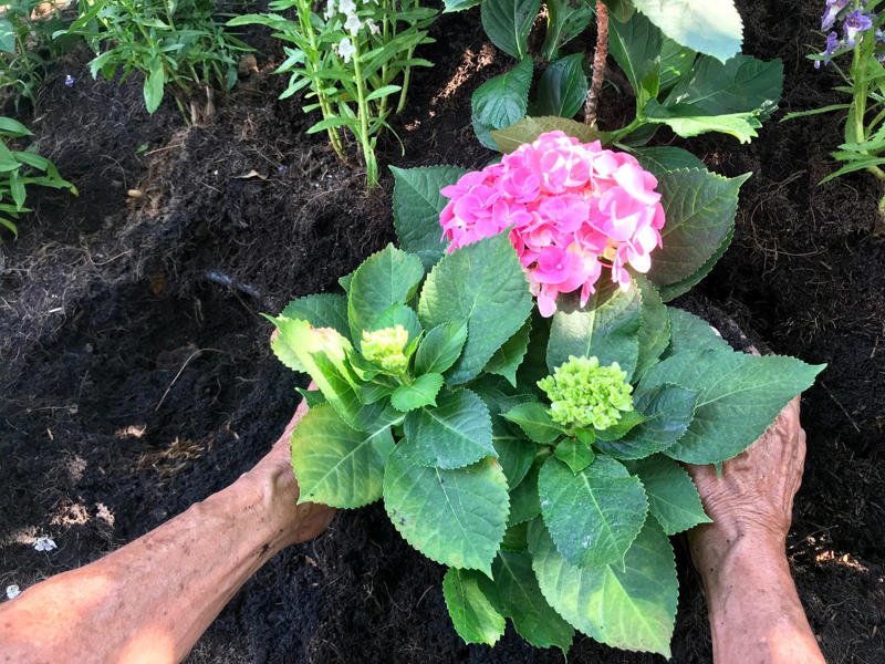 Hydrangea Basic Info, The Best Time to Plant Hydrangeas, Where to Plant Hydrangeas, How to Plant Hydrangeas, What to Do If Your Hydrangea is Pot-Bound , How Often to Water Hydrangeas , Do Hydrangeas Need Fertilizer?, How to Change Hydrangea Color, Should I Prune My Hydrangeas?, Deadheading Hydrangeas, How to Grow Hydrangeas in a Pot